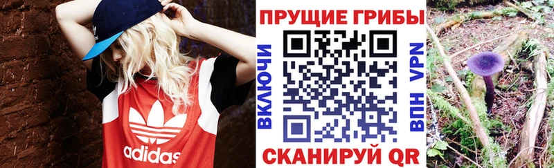 Псилоцибиновые грибы Cubensis  shop формула  Ленск  где можно купить  